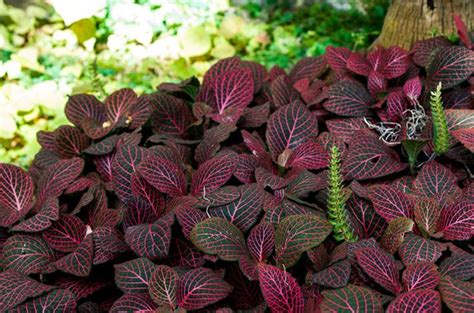 9 Best Low Growing Ground Cover for Shade in 2020 | Nerve plant, Plants ...