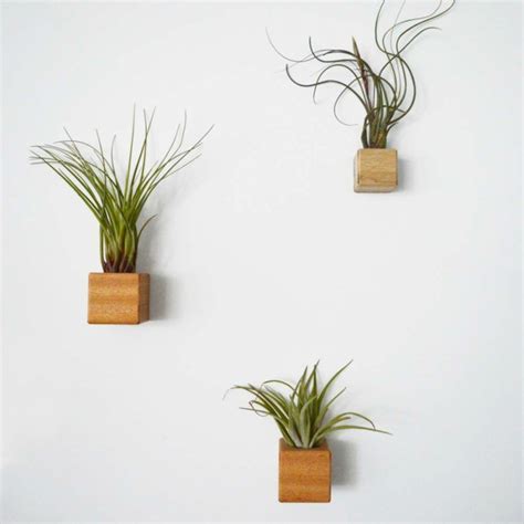 Plantas colgantes - ideas para el interior