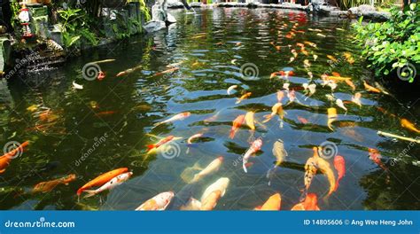 Japanese Carp/Koi In Pond Royalty Free Stock Image - Image: 14805606