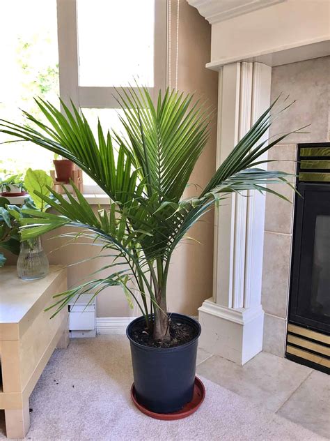 6 Majesty Palm Benefits That You Should Know - Plants Craze