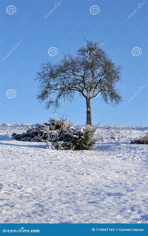 Single Tree on Snowy Meadow Stock Image - Image of covered, standing ...