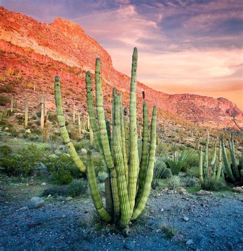 Organ Pipe Cactus National Monument, Arizona - Recreation.gov