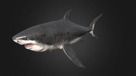 Megalodon - Buy Royalty Free 3D model by Rifat3D [80d516b] - Sketchfab ...