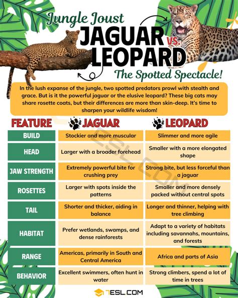 Jaguar vs. Leopard: The Differences Between Jaguar and Leopard • 7ESL