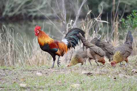 Ayam Ketawa Chicks — Hilltop Farms