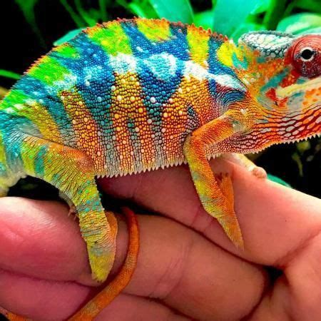 Mack Snow leopard geckos for sale | Chameleons for sale, Mack snow ...