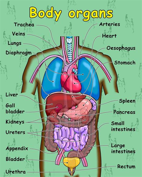 Diagram Of The Torso And Organs