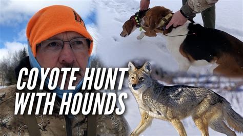 Hunting Coyote's with Hounds - YouTube
