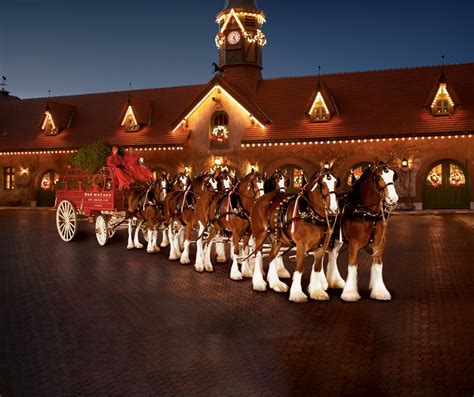 Anheuser Busch Clydesdales | BUDWEISER CLYDESDALES CELEBRATE 75 YEARS ...