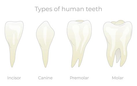 Teeth types vector illustration. Various healthy human tooth collection. Anatomical incisor ...