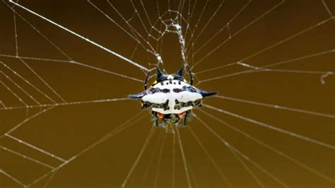 Spiny Orb-Weaver | Identification, Habitat, and Control - peSTopped