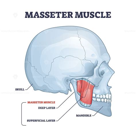 Masseter muscle as mastication anatomical muscular system outline diagram in 2023 | Muscle ...