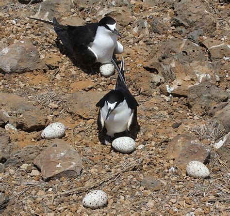 Sooty terns | Tetiaroa Society