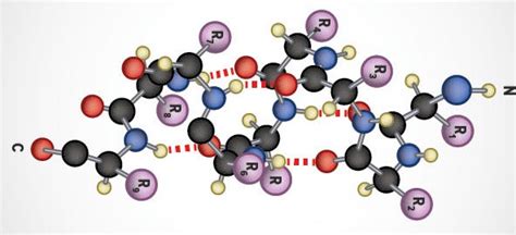 Proteins are large, complex molecules that play many critical roles in the body. | by ...