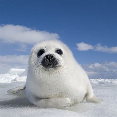 The Beauty of Wildlife | Seal pup, Harp seal pup, Cute seals