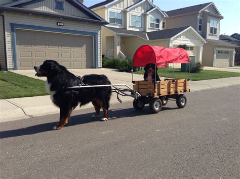 Bernese Mountain Dog pulling Berner puppy in cart | Fun | Pinterest | Bernese mountain dogs ...