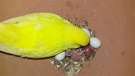 Budgie Babies Growth Stages Day 02 | Eggs and new born Budgie Chicks ...