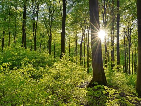 5 magical places for forest tours in Germany | Booking.com