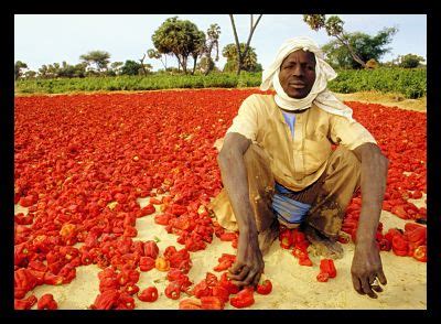 Self-Sustaining Agriculture for Nigeria? - The Borgen Project