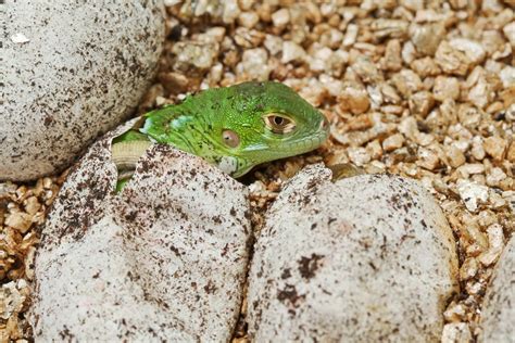 Iguana Egg Problems - Reptiles Magazine