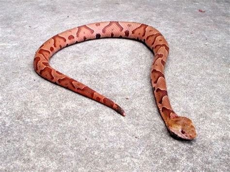 Copperhead Snake in Louisiana - HubPages