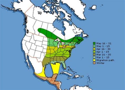 Hummingbird Migration Map 2020 Sightings & Patterns | Hummingbird ...