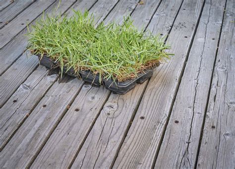 Zoysia Grass Plugs: Does It Really Work? - A-Z Animals