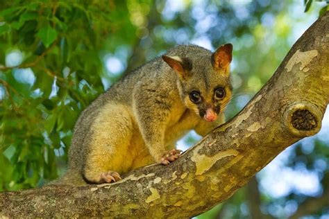 Types of Possums in Australia - Paul's Pest Control Melbourne