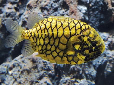 Japanese pineapplefish (Monocentris japonica) can be found in sublittoral zones of the Indian ...