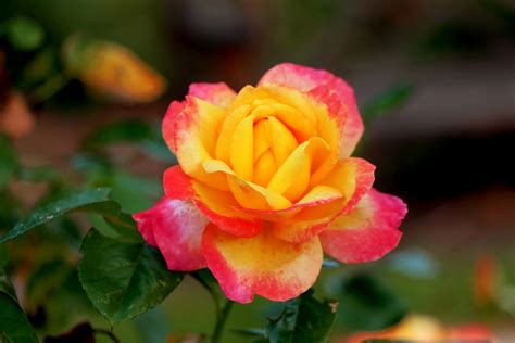 Pink Yellow Rose Free Stock Photo - Public Domain Pictures