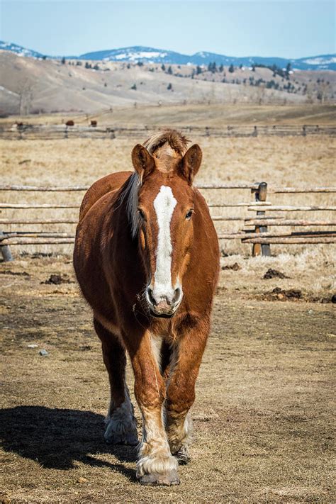 Montana Horse Ranch Photograph by Paul Freidlund - Fine Art America