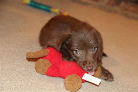 A new puppy. Chocolate Lab/Doberman Mix | Doberman mix, Doggy, Puppies