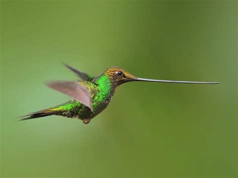 9 Small Birds With Big and Long Beaks (With Pictures) - Birds Of The Wild