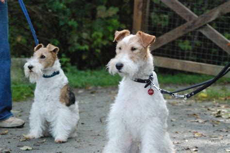 Wire Fox Terrier Info, Temperament, Grooming, Puppies, Pictures