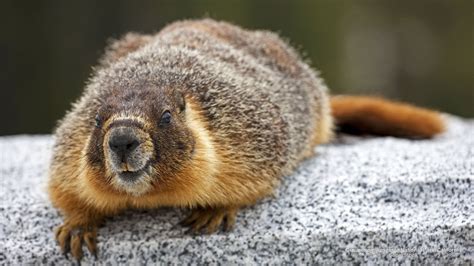 Groundhog, Yosemite National Park, California | California national ...