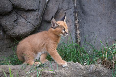 Cute Caracal Kittens Playing Outside For The First Time!