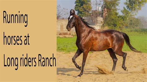 running horse at long riders ranch - YouTube