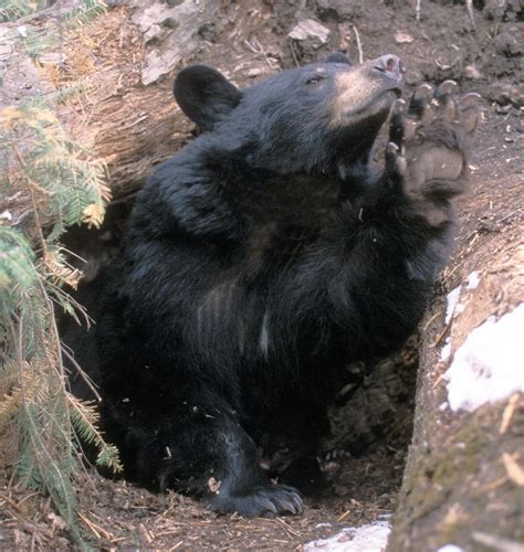 Hibernating Bears Conserve Muscle Strength - North American Bear CenterNorth American Bear Center