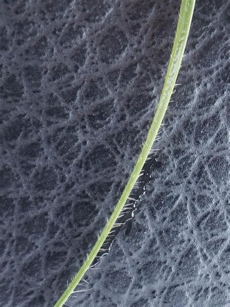 Buffalograss | Oklahoma State University