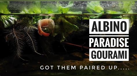 GOT THEM PAIRED.!! albino paradise gourami #albinoparadisegourami #breeding - YouTube