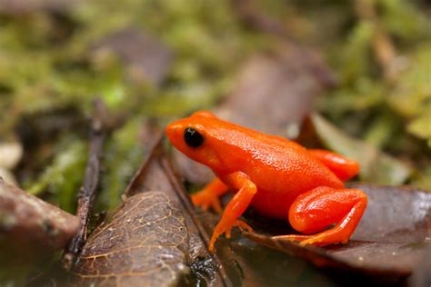 Can a mine and a community group save the tiny golden mantella frog?