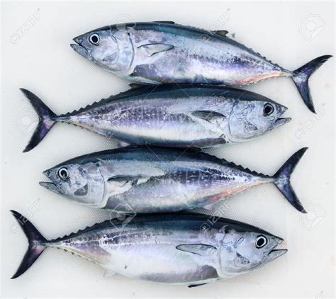 Klasifikasi, Morfologi dan Habitat Ikan tongkol / Ikan Komu - Mackerel Tuna - GO-PERIKANAN