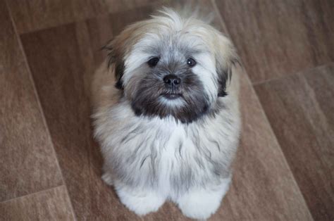 Lhasa Apso Grooming: Tips for a Beautiful Coat | LhasaLife