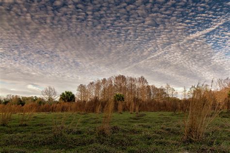 Florida Woods in Color Photograph by Susan Pantuso - Fine Art America