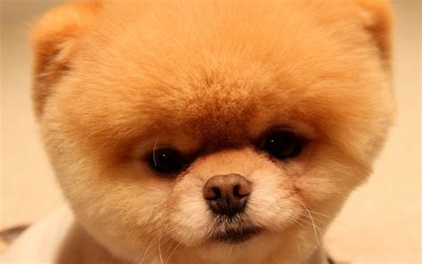 🔥 Download Animals Dogs Head Pets Pomeranian Boo Wallpaper by @smarshall12 | Pomeranian ...