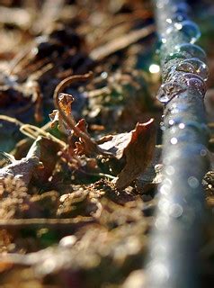 Drip irrigation | I also wrote a blog post about installing … | Flickr