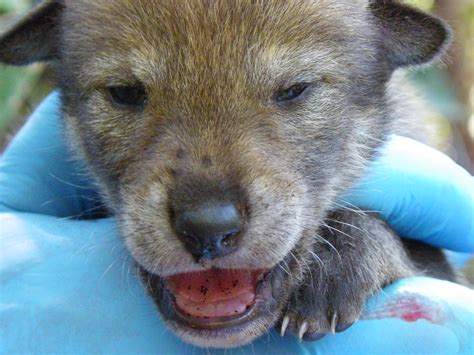 Red wolf pup | Photo Credit: D. Sharpe/USFWS | Red Wolf | Flickr