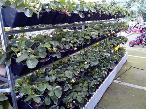 growing strawberry in vertical way | Growing strawberries, Growing strawberries vertically ...