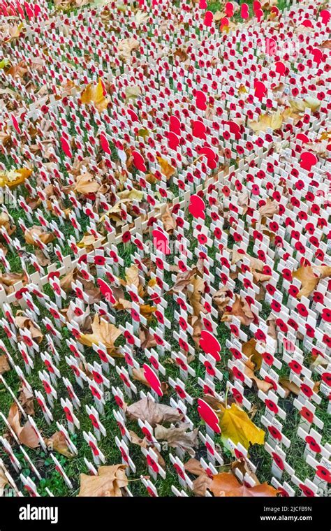 England, London, Westminster Abbey, The Field of Remembrance, Display of Memorial Crosses Stock ...