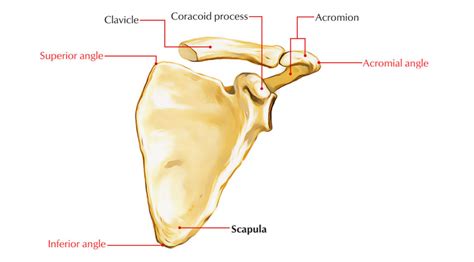 Scapula (Shoulder Blade) Anatomy – Earth's Lab